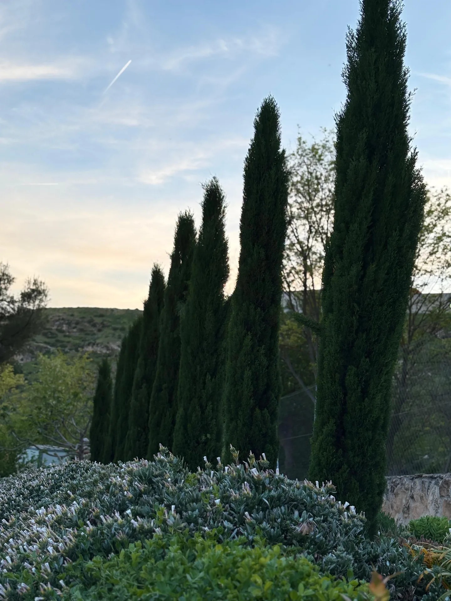 Cipreses en la finca Adega